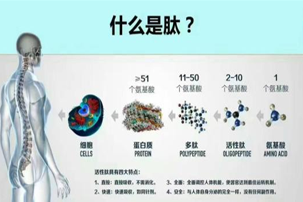 广州专业生命小分子肽价格