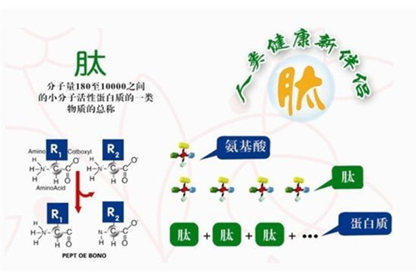 上海专业生命小分子肽厂家
